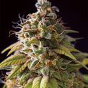 Caramel Monster (Vision Seeds) feminizowane