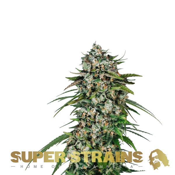 Saga (Super Strains) feminizowane