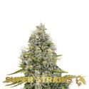 Agartha (Super Strains) feminizowane