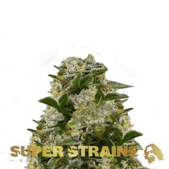 Ibiza Farmers (Super Strains) nasiona marihuany feminizowane