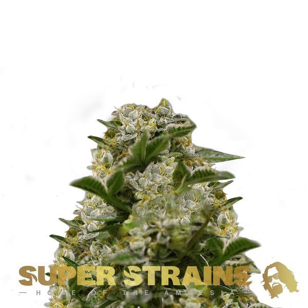Ibiza Farmers (Super Strains) nasiona marihuany feminizowane