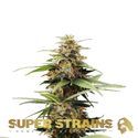 Hermana de la Noche (Super Strains) feminizowane