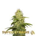 La Jefa (Super Strains) feminizowane