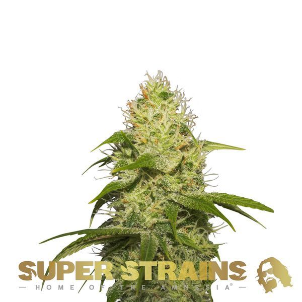 La Jefa (Super Strains) feminizowane
