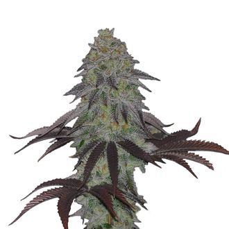 AK Choco Kush (Amsterdam Genetics) feminizowane