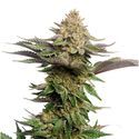 Strawberry Glue (Amsterdam Genetics) Nasiona feminizowane