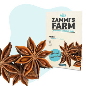 Nasiona anyżu (Pimpinella anisum)