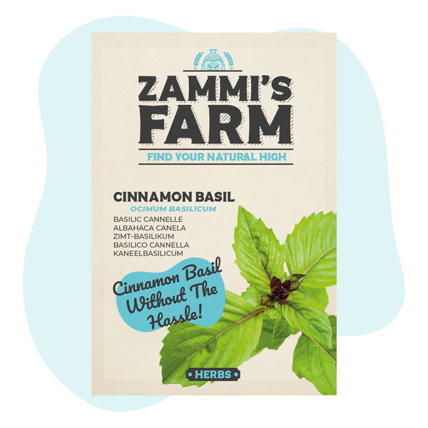 Nasiona bazylii cynamonowej (Ocimum basilicum)