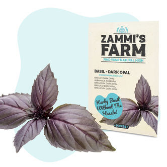 Nasiona bazylii 'Dark Opal' (Ocimum basilicum)