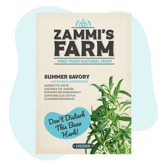 Cząber ogrodowy (Satureja hortensis)