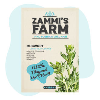 Nasiona bylicy pospolitej (Artemisia vulgaris)