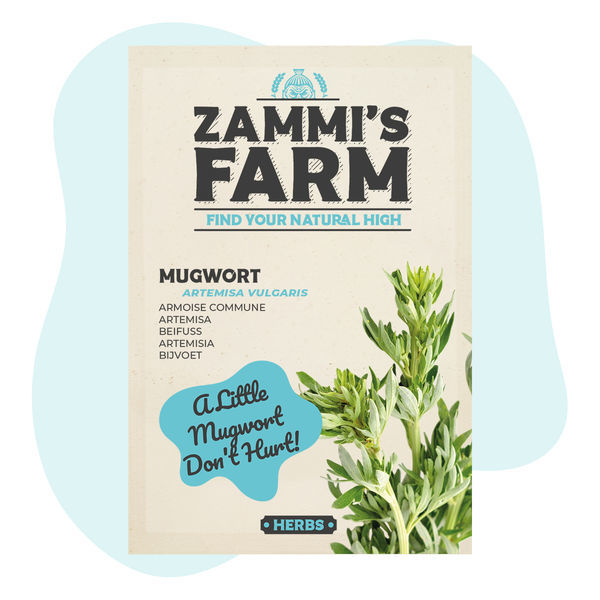 Nasiona bylicy pospolitej (Artemisia vulgaris)