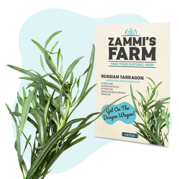 Estragon rosyjski (Artemisia dracunculus) – nasiona