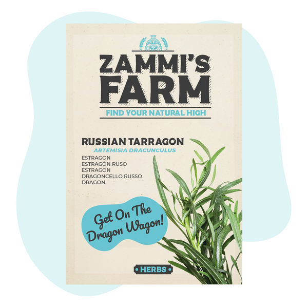 Estragon rosyjski (Artemisia dracunculus) – nasiona