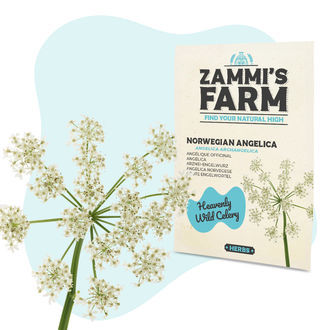 Nasiona arcydzięgla litworu (Angelica archangelica)