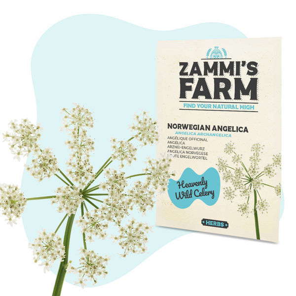 Nasiona arcydzięgla litworu (Angelica archangelica)