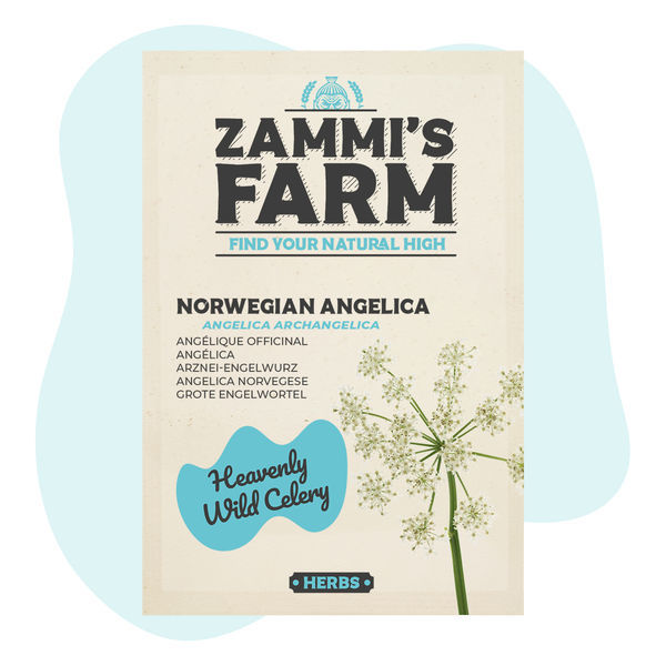 Nasiona arcydzięgla litworu (Angelica archangelica)