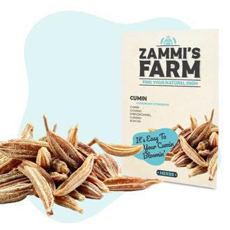 Nasiona kminu rzymskiego (Cuminum cyminum)