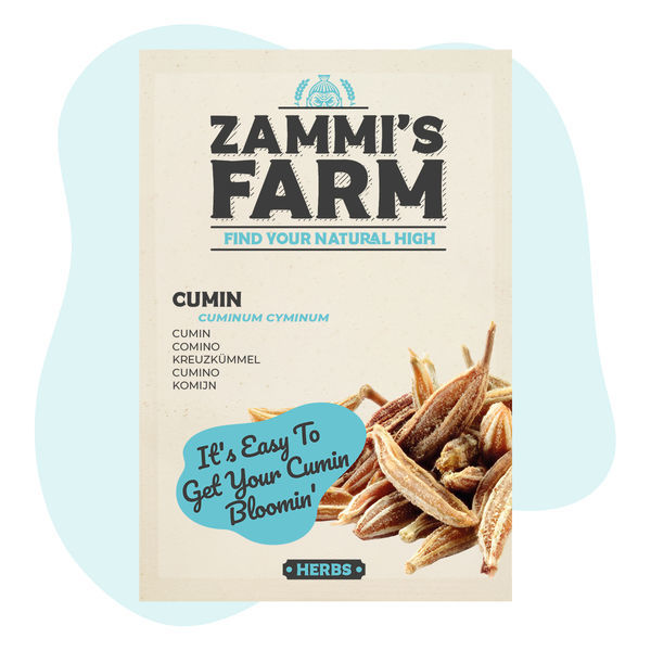 Nasiona kminu rzymskiego (Cuminum cyminum)