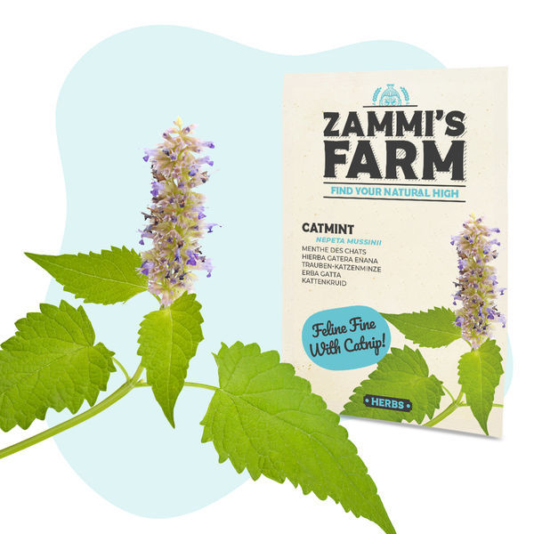 Nasiona kocimiętki (Nepeta mussinii)