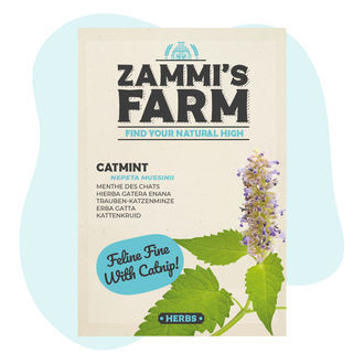 Nasiona kocimiętki (Nepeta mussinii)