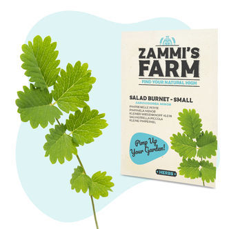 Nasiona krwiściągu mniejszego (Sanguisorba minor) – salad burnet