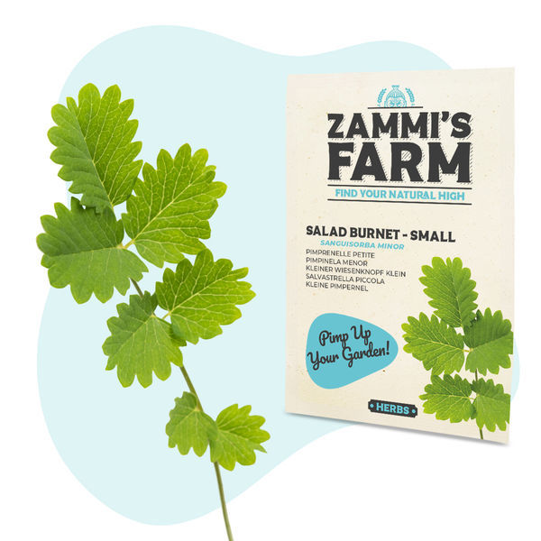 Nasiona krwiściągu mniejszego (Sanguisorba minor) – salad burnet