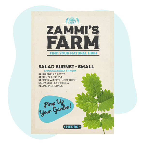 Nasiona krwiściągu mniejszego (Sanguisorba minor) – salad burnet