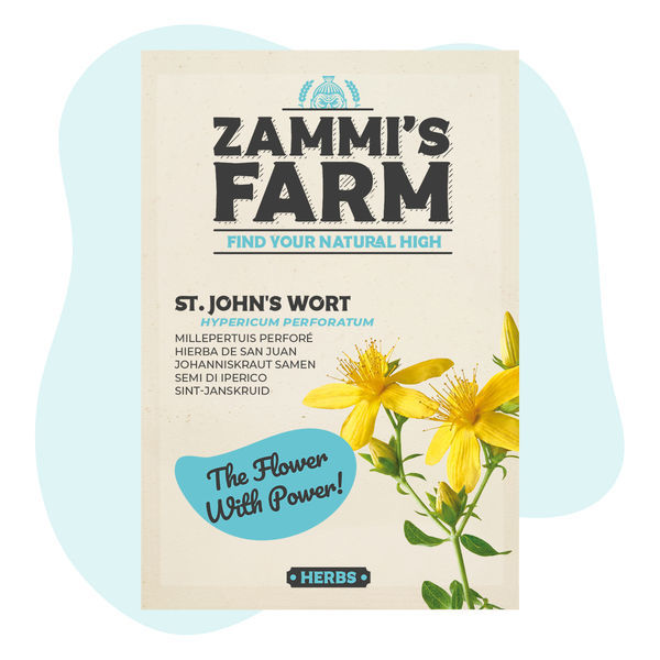 Nasiona dziurawca zwyczajnego (Hypericum perforatum)