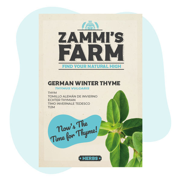 Nasiona tymianku zimowego niemieckiego (Thymus vulgaris)