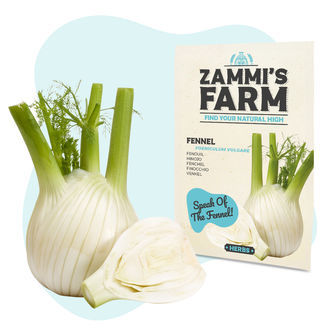 Koper włoski „Fino” (Foeniculum vulgare) – nasiona