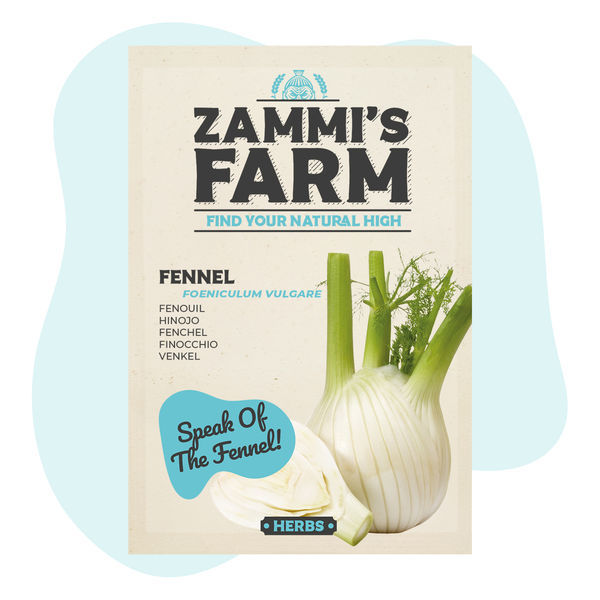 Koper włoski „Fino” (Foeniculum vulgare) – nasiona