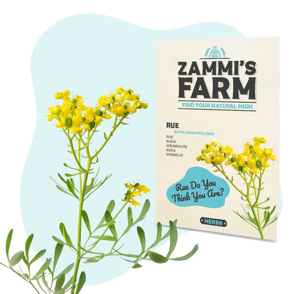 Nasiona ruty zwyczajnej (Ruta graveolens)