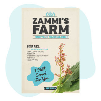 Nasiona szczawiu (Rumex acetosa)