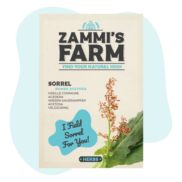 Nasiona szczawiu (Rumex acetosa)