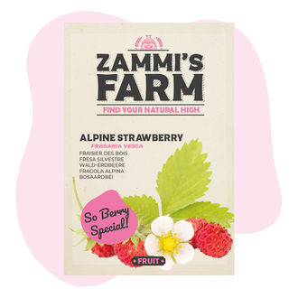 Nasiona poziomki pospolitej (Fragaria vesca)