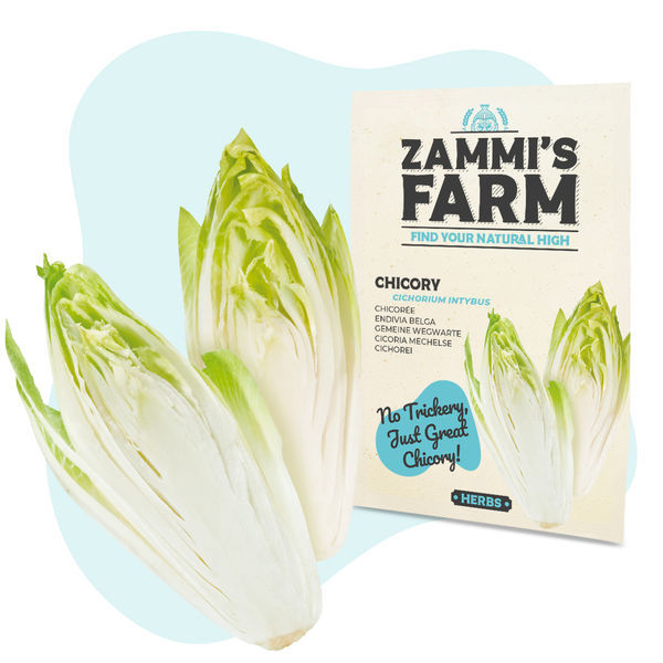 Nasiona cykorii podróżnika (Cichorium intybus)