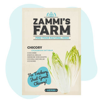 Nasiona cykorii podróżnika (Cichorium intybus)