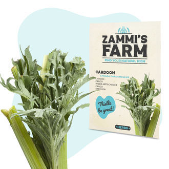 Nasiona kardonu (Cynara cardunculus)