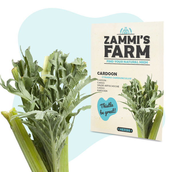 Nasiona kardonu (Cynara cardunculus)