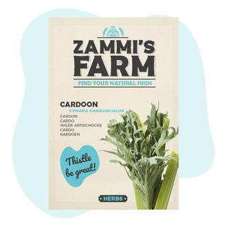 Nasiona kardonu (Cynara cardunculus)