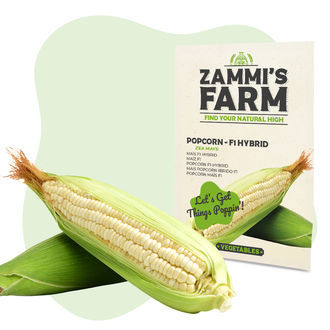 Nasiona kukurydzy popcornowej (Zea mays) – mieszaniec F1