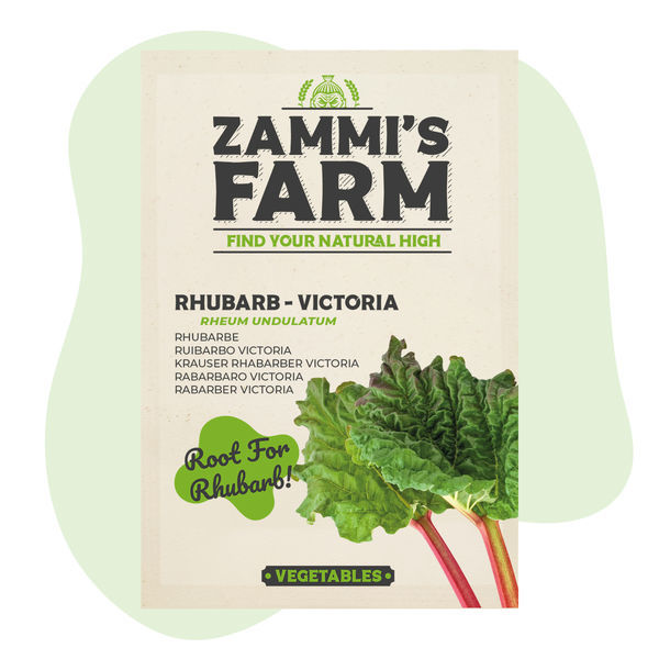 Nasiona rabarbaru Victoria (Rheum undulatum)