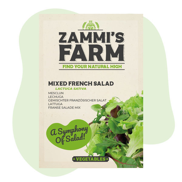 Nasiona sałaty mieszanej francuskiej (Lactuca sativa)