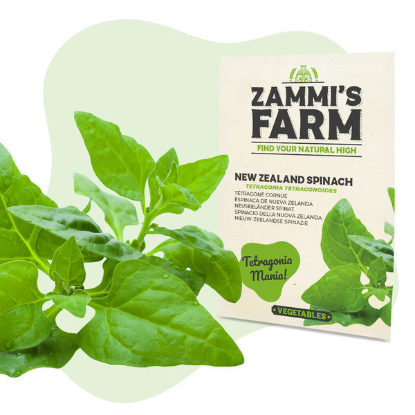 Nasiona szpinaku nowozelandzkiego (Tetragonia tetragonoides)