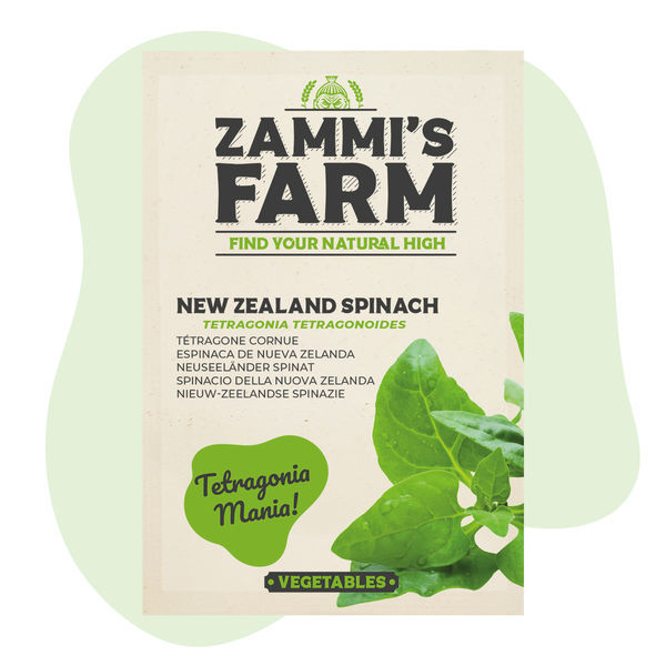 Nasiona szpinaku nowozelandzkiego (Tetragonia tetragonoides)