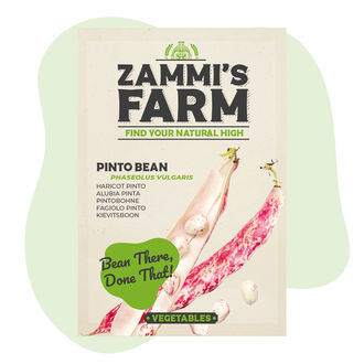 Nasiona fasoli pinto (Phaseolus vulgaris)