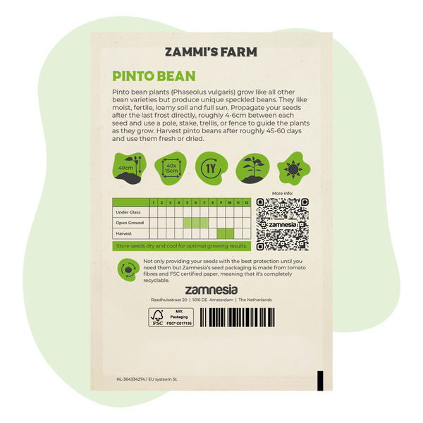 Nasiona fasoli pinto (Phaseolus vulgaris)