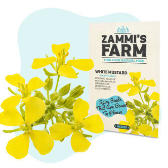 Nasiona gorczycy białej (Sinapis alba)