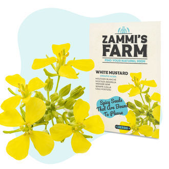 Nasiona gorczycy białej (Sinapis alba)